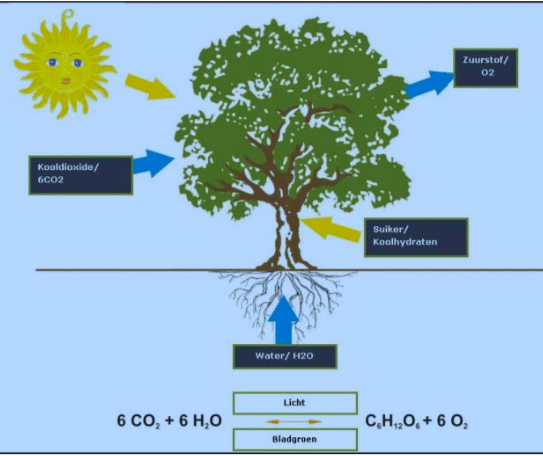 CO2-en O2-bomencyclus